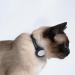 Lucybalu Premium Airtag Katzenhalsband | Tear-Resistant Nylon Cat Collar for Airtag Compatibility | Black Airtag Collar & Tracker for Cats - Buy Online on GoSupps.com
