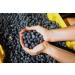Stoneridge Orchards Organic Blueberries 4 oz - Premium Quality Dried Blueberries - Buy Online on GoSupps.com