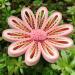JUYA Paper Quilling Gradient Series Set - 10 Colors - 3mm Width - QP388 - Buy Online on GoSupps.com