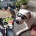 PEDOMUS Dog Sunglasses - Adjustable Strap for Travel & Skiing | Anti-Fog Dog Snow Goggles for Medium to Large Dogs - Black - Buy Online on GoSupps.com