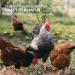 AniForte WermiX Powder for Chickens Geese Ducks and Large Birds 20g - Natural Product Before During and After Worm Infestation and Deworming - Buy Online on GoSupps.com