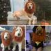 CPPSLEE Lion Mane Dog Costume - Realistic Lion Wig for Medium to Large Dogs - Buy Online on GoSupps.com