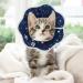 Pet Recovery Collar - Adjustable Soft Cone for Cats & Puppies, Blue - Small Size - Buy Online on GoSupps.com