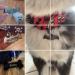 316 Surgical Stainless Steel Cat & Dog Collars | Durable Accessories for Sports & Outdoors - Buy Online on GoSupps.com