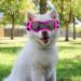 Dog Goggles for Small Breeds Windproof Anti-Fog Dog Sunglasses Adjustable Puppy Sunglasses for Small Medium Dogs Outdoor Riding Driving Protective Eyewear (Pink) - Buy Online on GoSupps.com