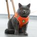 Zhenle Adjustable Reflective Cat Dishes Set with Leash - XS Orange Cat Collar & Bowl Bundle for International Shipping - Buy Online on GoSupps.com