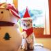 Pet Leso Red Christmas Hat for Cats & Dogs | Festive Holiday Accessory for Pets - Buy Online on GoSupps.com