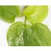 PondPlantsUK Amazon Frogbit 10 X Mini Live Plants  - Buy Online on GoSupps.com
