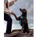 Buy Joytale Reflective Dog Harness for Small Dogs - Soft Padded Adjustable & Breathable - Safe Control Handle - Turquoise - 1 Pack - Buy Online on GoSupps.com