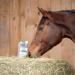 Ewalia Vital Intestinal Juice - Premium Dietary Supplement for Horses to Support Gut Health - Natural Stabilization of Gut Flora with the Strength of Herbs - - Buy Online on GoSupps.com
