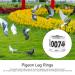 Taole 50 Pcs Pigeon & Chicken Leg Rings | Multicolored Aluminum Foot ID Bands | Birdhouse Accessories for Training & Identification - Buy Online on GoSupps.com