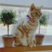 Elegant Pink Ascot Cat Collar - Stylish and Comfortable - Buy Online on GoSupps.com