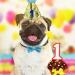 Dog Birthday Hat Pet Birthday Hat Kit with Bow Tie Collar and Blue Number Reusable Dog Cats Birthday Cap for Pet Puppy Cat Birthday Party Decorations Pet Costumes Headwear Accessories (Blue) - Buy Online on GoSupps.com