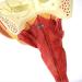 Larynx Anatomical Model Pharyngeal Muscle Pain Model Human Model for Reinforcing The Neck Structure and Function HNO Medicine Split 2 Parts - Buy Online on GoSupps.com