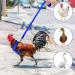 Molain Adjustable Chicken Harness & Leash - Comfortable Vest for Ducks & Hens (2-11 lbs) - Breathable Mesh Training Gear (Blue) - Buy Online on GoSupps.com