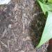 HELLOYOUNG 357g de th Pu'er cru du Yunnan chinois th vert artisanal traditionnel biologique au go t onctueux - Buy Online on GoSupps.com