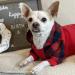 Fitwarm Plaid Pet Sweatshirt Hoodie for Dogs and Cats - Red, Medium - Buy Online on GoSupps.com