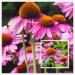 hua xian zi Echinacea Purple Echinacea Flower Seeds - 2000 Seeds Coneflower
