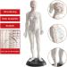 Palank Female Acupuncture Meridian Model - 48cm Human Body Pressure Point Model | Chinese Acupuncture Educational Tool - Buy Online on GoSupps.com