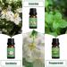 Spring Essential Oils Set for Aromatherapy and Candle Making - Gardenia, Jasmine, Peppermint, Fresh Cut Grass, Spring Rain Breeze Scent Oil - Buy Online on GoSupps.com