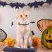 TAILGOO Breakaway Cat Collars with Bell - 3 Pack for Kittens, Puppies, and Tiny Pets - Thanksgiving, Christmas, Pumpkin Design - Buy Online on GoSupps.com