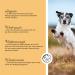 Annimally Senior Vital 120 Tablets for Dogs - MSM Ginger Frankincense & Spirulina for Joint Health & Mobility - Buy Online on GoSupps.com