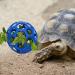 Tortoise Treat Ball Feeding Vegetable - Aquatic Turtle Toy & Feeder for Tank - Snail Habitat Accessories in Blue - Buy Online on GoSupps.com