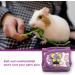Ferret Harness Hamster Clothes Rabbit Harness Hamster Harness and Leash Set for Guinea Pigs Hamster Ferret Rabbit Chinchilla and Similar Small Animals (Purple) - Buy Online on GoSupps.com