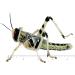 Livefood UK Live Locusts 25 X-Large size 35mm to 50mm quantity 25 Extra Large XL Hoppers 1 count (Pack of 25) - Buy Online on GoSupps.com