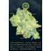 Pu-erh tea 2019 SHENG JIA YUAN ( ) Infinite Mountain (Ancient Tree Pure Material) 357gRaw - Buy Online on GoSupps.com