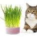 Lambo Cat Grass Planters | Hydroponic Plant Boxes for Cats & Pets | Removable Earth-Free Mint Planters - Buy Online on GoSupps.com