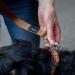Vitazoo Brown Dog Leash 2m x 2.5cm - Adjustable Solid & Durable for Large Dogs - Double Line Design - Buy Online on GoSupps.com