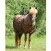 NetProShop Special Icelandic Quality Eczema Blanket for Horses - Size 130 Brown | Ideal for Icelandic Horses - Buy Online on GoSupps.com