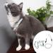 Doryum Cat Harness and Leash Set Adjustable Cat Harness with Leash Escape Proof Soft Pet Harness and Leash Kitten Vest Harness for Small Dog Cat Pet Outdoor Training Walking Running (M) - Buy Online on GoSupps.com