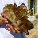 8LB Natural Citrine Cluster Specimen Quartz Crystal Suitable for Home ERTEYIN - Buy Online on GoSupps.com