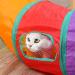 Rainbow-S Cat Tunnel: 2-Way Collapsible Pet Toy for Indoor & Outdoor Fun - Buy Online on GoSupps.com