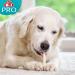 8in1 Pro Dental Sticks for Dogs - Healthy Chewing Dental Care Treats | 3 Pieces 75g Pack - International Shipping Available - Buy Online on GoSupps.com