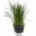 Catomwise Eco Cat Grass Kit x 2 | Organic Cat Grass Kit with PLA Bowls | Ideal for Indoor and Outdoor Cats - Buy Online on GoSupps.com