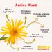 Nartex Arnica Recovery Tablets - 60 Count | Natural Relief for Sore Muscles, Bruises & Sprains - Buy Online on GoSupps.com