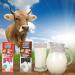 Dr Moo Quick Milk Straw Set - 78 Flavored Straws for Kids: 3X Chocolate (13 Pack) + 3X Strawberry (13 Pack) - Buy Online on GoSupps.com