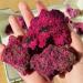 1pc 40-60g rough red corundum and green color with many sparkles - Buy Online on GoSupps.com