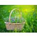 Speedwell Herb Tea | Veronica Officinalis L | V ronique Officinale Herbe Tisane | Health Embassy (50g) - Buy Online on GoSupps.com