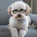 Shop PopetPop Transparent Glasses for Dogs & Puppies - Portable Sunglasses Fun Outfits & Cosplay Accessories - Buy Online on GoSupps.com