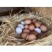 Organic Blue Mountain Hay Bedding Straw for Small Pets & Chickens - 3 lb Fresh Farm Delivery - Buy Online on GoSupps.com