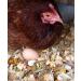 Pampered Chicken Mama Backyard Chicken Treats for Great Eggs (1 pound 0.5 kilo) - All-Natural Backyard Chicken Feed Supplies - Hen Treats for The Best Eggs Ever - High Calcium Supplement for Chickens - Buy Online on GoSupps.com