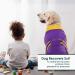 Kuoser Breathable Dog Recovery Body Suit for After Surgery - Anti-Licking & Leak Protection for Male and Female Dogs - Purple XXL (1 Pack) - Buy Online on GoSupps.com