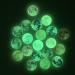 20Pcs 25mm Glow in The Dark Glass Moon Lunar Round Dome Glass Cabochons Flatback for DIY Craft Necklace Bracelet Pendant Making