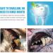 KOAHDE Pets Toothpaste Pets Teeth Cleaning Toothpaste Dogs Dental Care Dogs Toothpaste Toothpaste for Dogs & Cats Pets Oral Hygiene Toothpastes Helps Prevent Bad Breath & Combat Plaque Pets Toothpaste - Buy Online on GoSupps.com