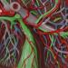 Human 1.5X Liver Model with Vascular Liver and Gallbladder Model Hepatobiliary Digestion for School Medical Teaching - Buy Online on GoSupps.com