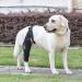 Hip Brace for Dogs | Large Dog Rear Leg Support - Breathable Leg Protector Large Rear Support High Elasticity with Metal Strip for Disabled Dog Hersil Black Small - Buy Online on GoSupps.com